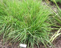 eragrostis spectabilis 8-10.jpg
